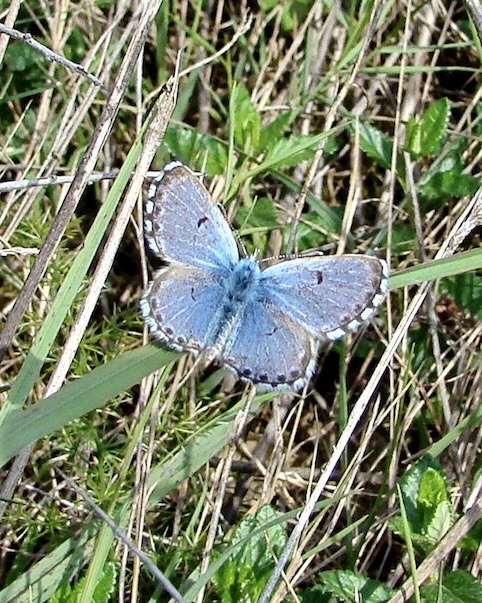 baton blue